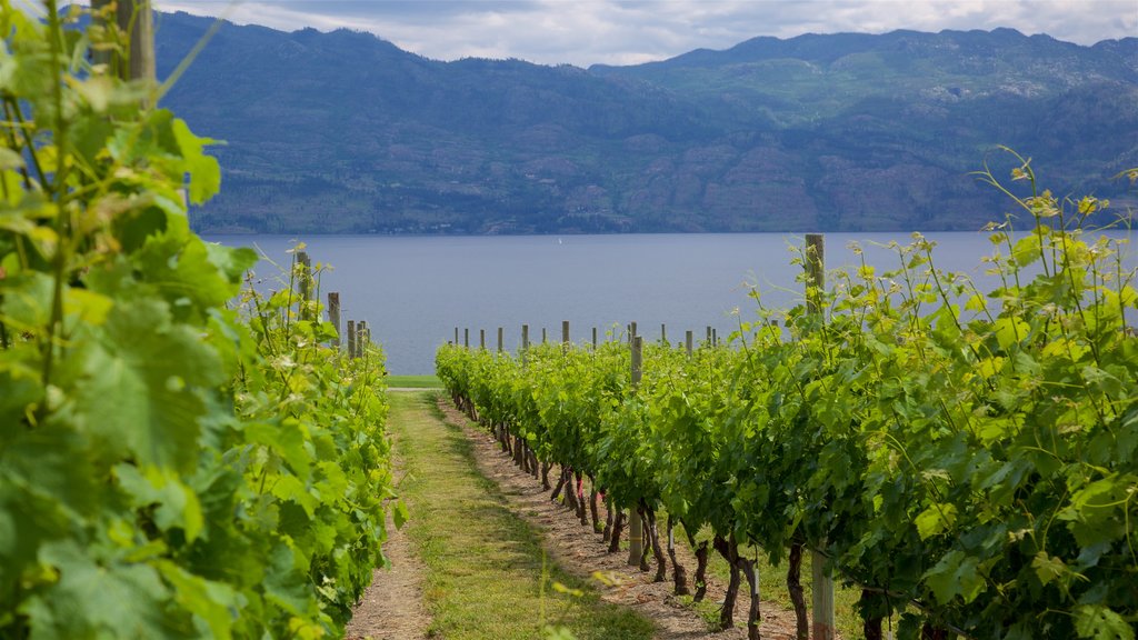 Quails\' Gate Estate Winery qui includes paysages paisibles, terre agricole et un lac ou un point d’eau