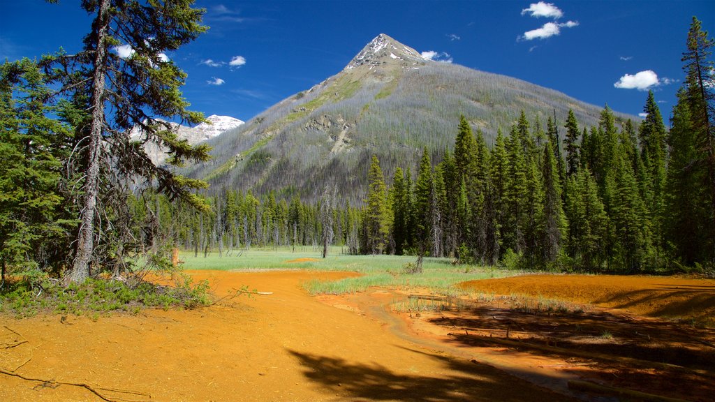 Kootenay National Park que inclui cenas tranquilas e montanhas