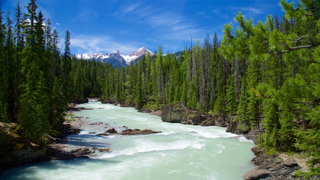 Nationaal park Yoho toont een rivier of beek en bos