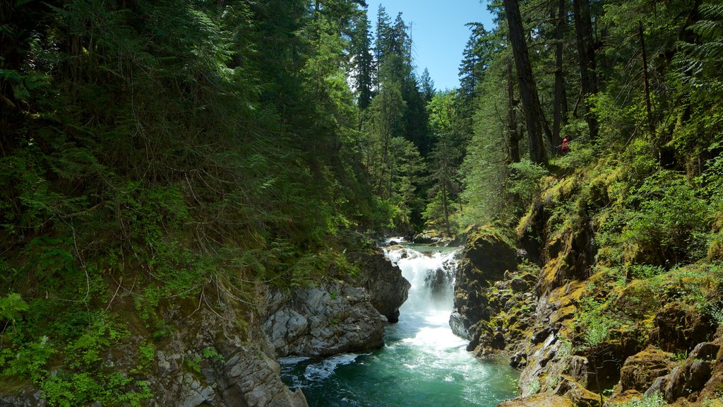 Port Alberni showing forests and a river or creek