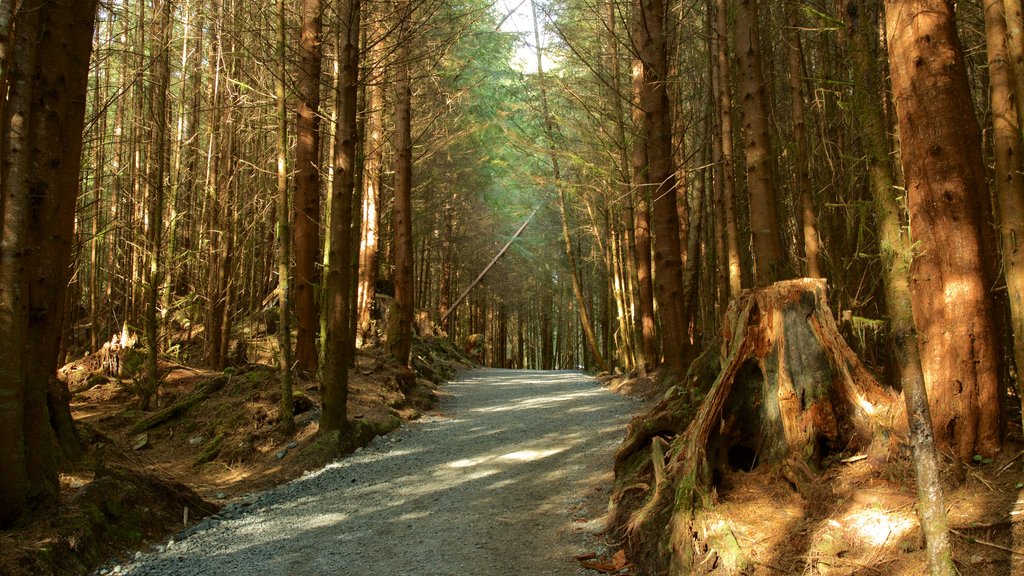 Victoria ofreciendo bosques