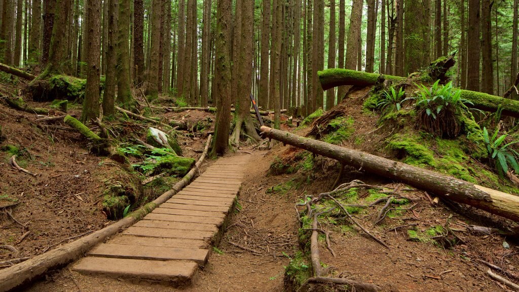 British Columbia showing forests