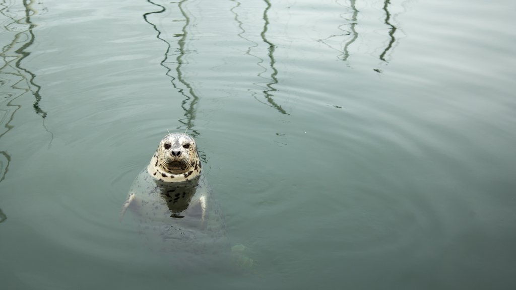 Fisherman\'s Wharf Park which includes marine life