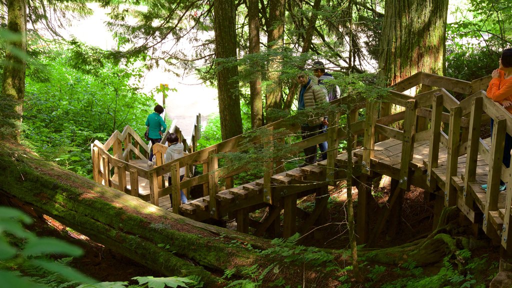 Giant Cedars Boardwalk Trail featuring forests as well as a small group of people