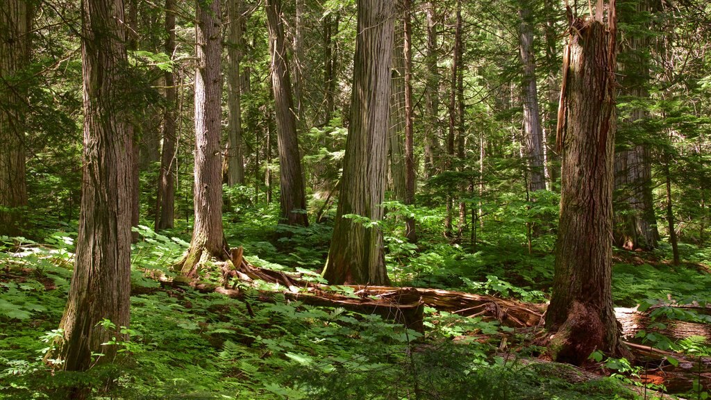 Revelstoke ofreciendo bosques