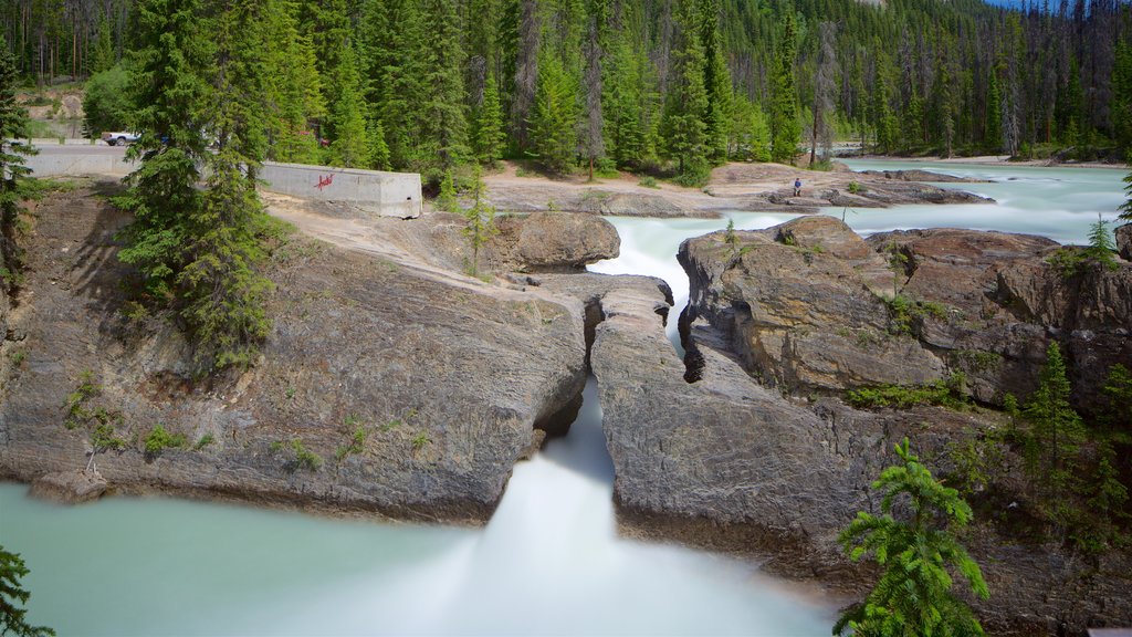 Yoho National Park featuring a river or creek