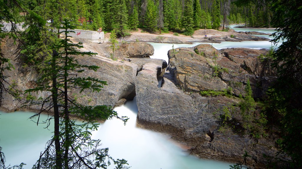 Nationaal park Yoho bevat een rivier of beek