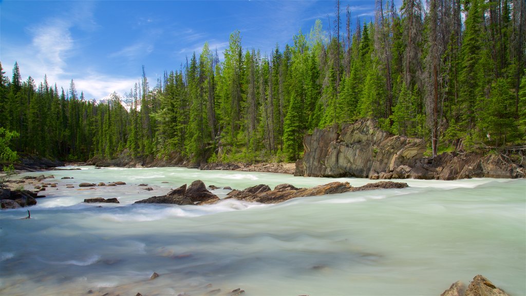 Yoho National Park showing forests and a river or creek