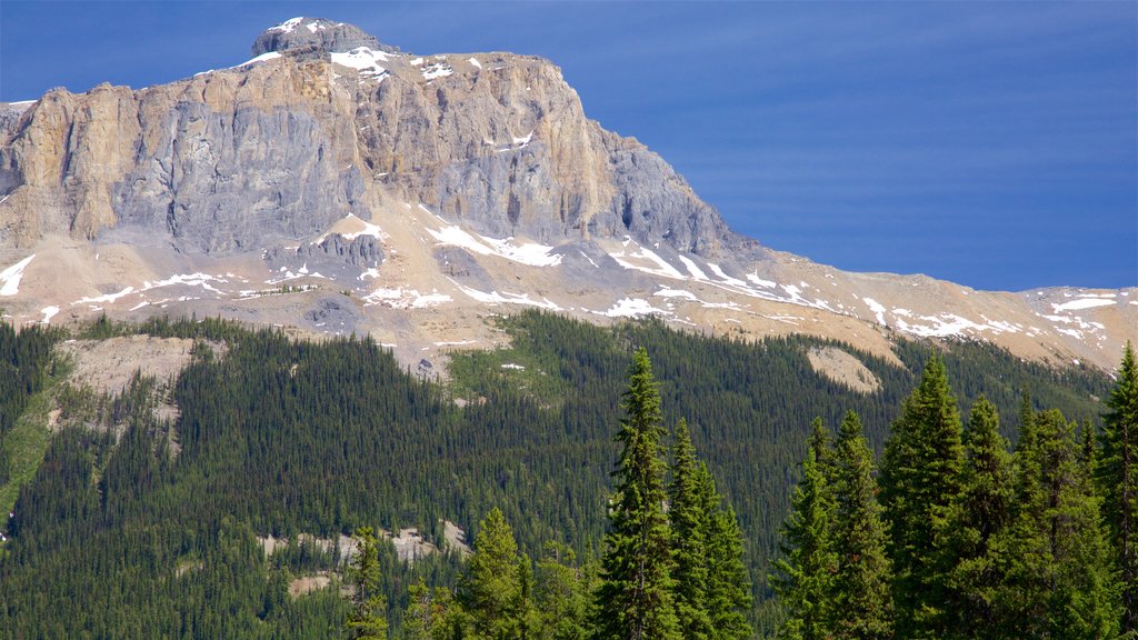 Yoho National Park featuring tranquil scenes and mountains