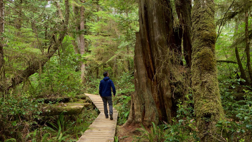 Rainforest Trail showing forests as well as an individual male