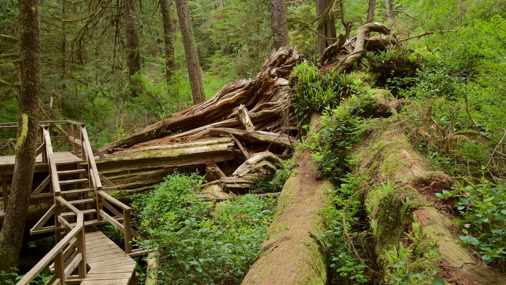 Rainforest Trail que incluye imágenes de bosques