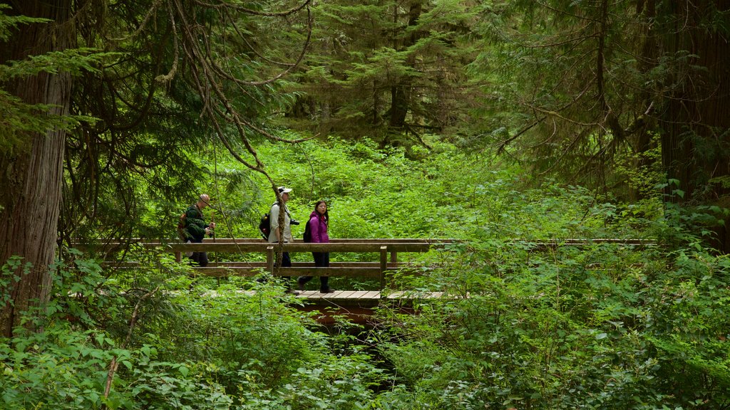 Rainforest Trail featuring a bridge and forests as well as a small group of people