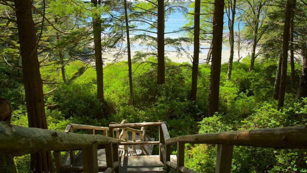 Tonquin Park ofreciendo bosques y vistas generales de la costa