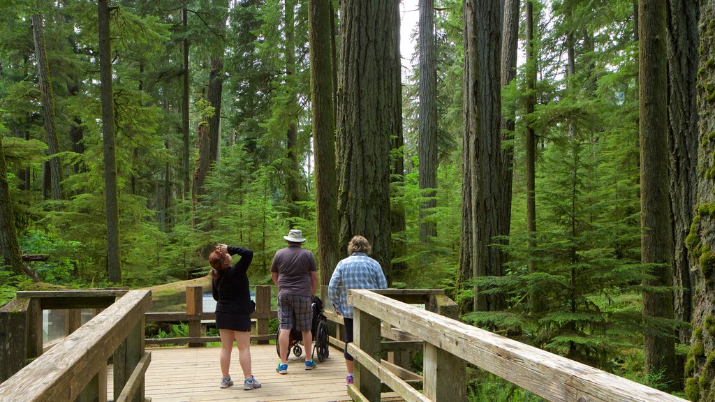 Parque provincial MacMillan mostrando imágenes de bosques y también un pequeño grupo de personas