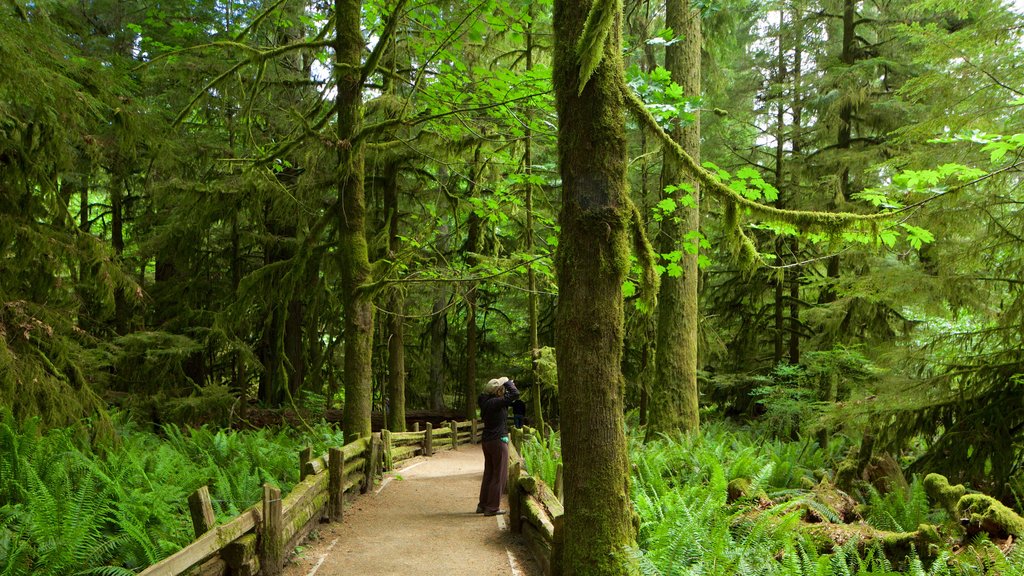 MacMillan Provincial Park featuring forests as well as a small group of people