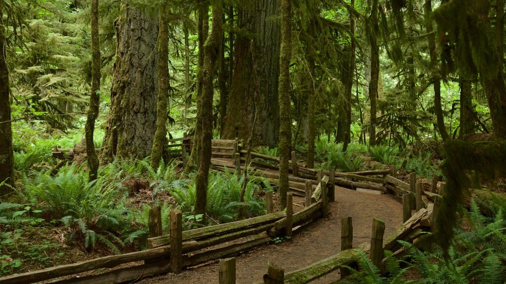 MacMillan Provincial Park featuring forest scenes