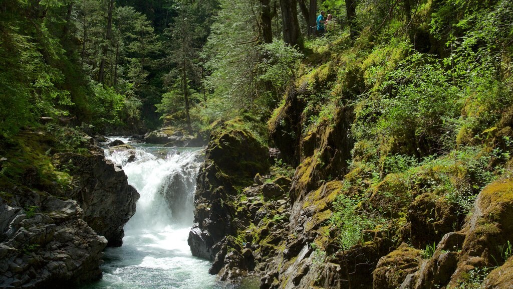 Parque Provincial de Little Qualicum Falls mostrando bosques y un río o arroyo