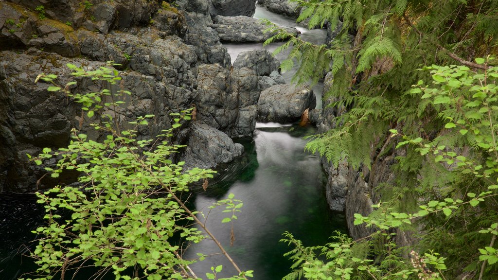 Parc provincial Englishman River Falls mettant en vedette rivière ou ruisseau