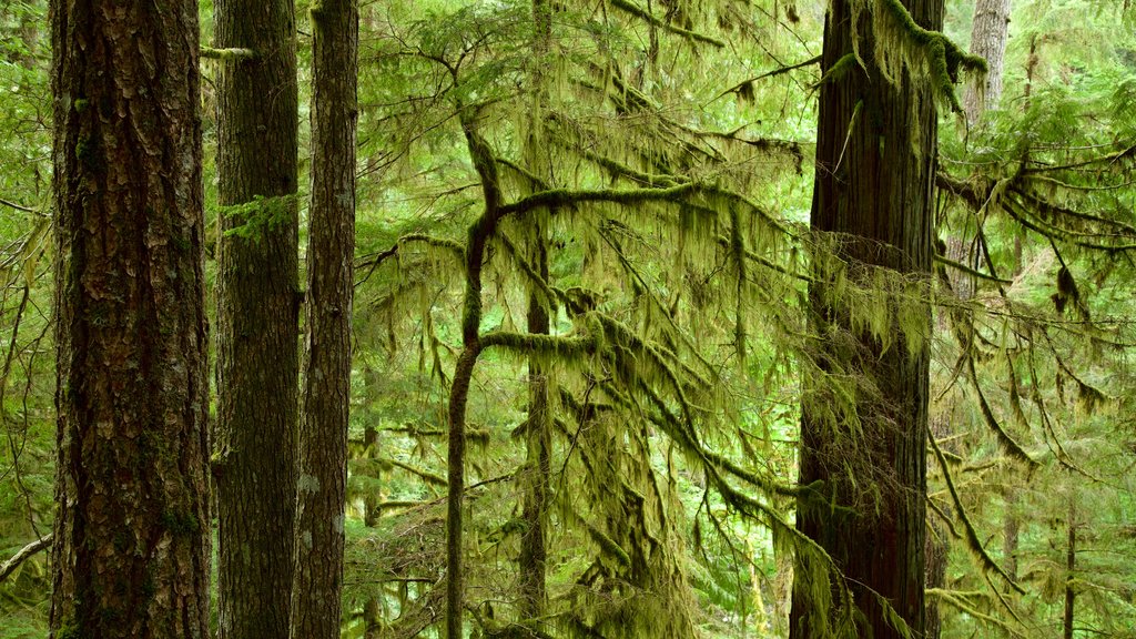 Englishman River Falls Provincial Park which includes forest scenes