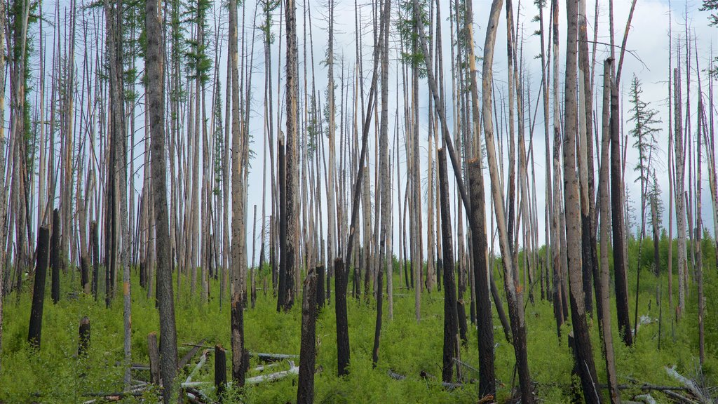 Myra-Bellevue Provincial Park showing wetlands