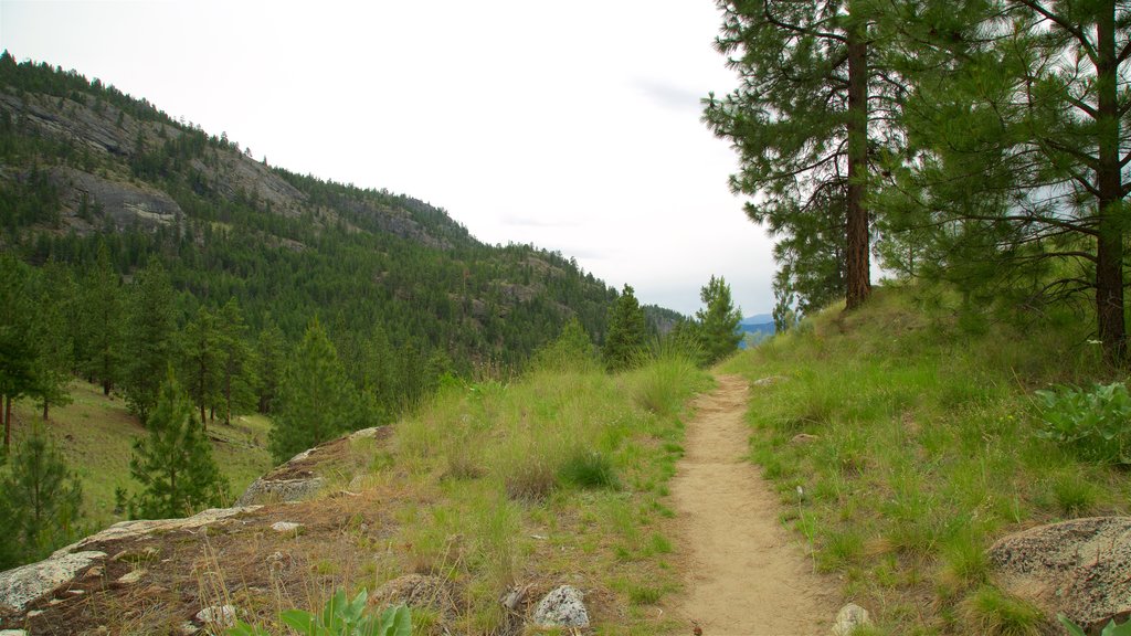 Penticton showing tranquil scenes