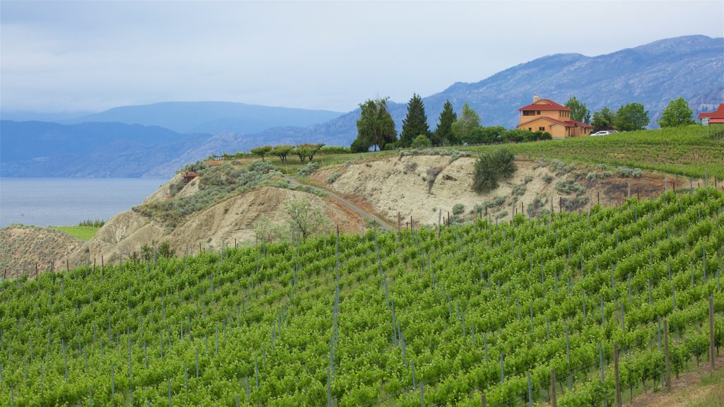 Penticton showing tranquil scenes and farmland