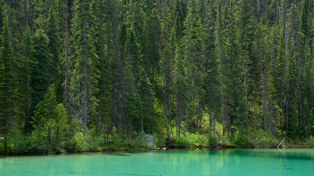 Invermere caracterizando cenas de floresta e um lago ou charco