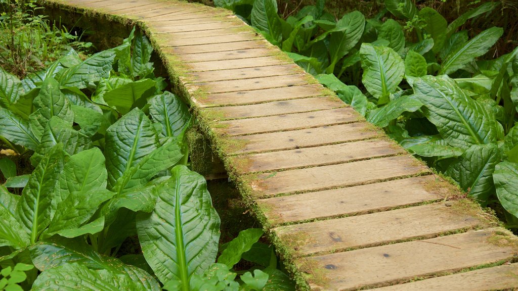 Rainforest Trail featuring a bridge and forests