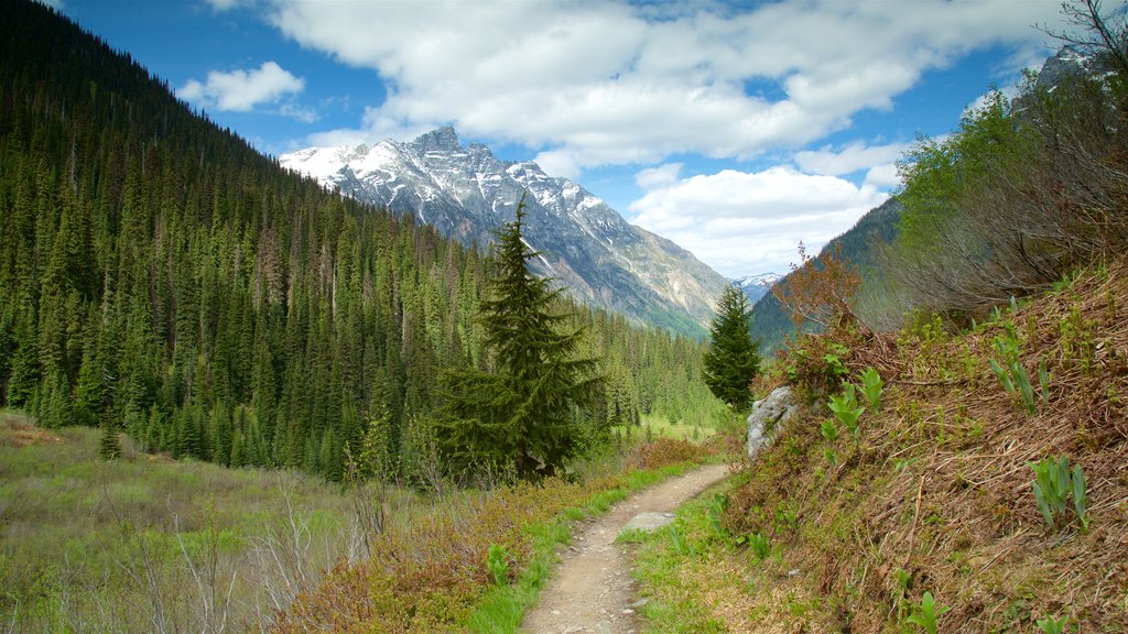 Glacier National Park que incluye escenas tranquilas y montañas