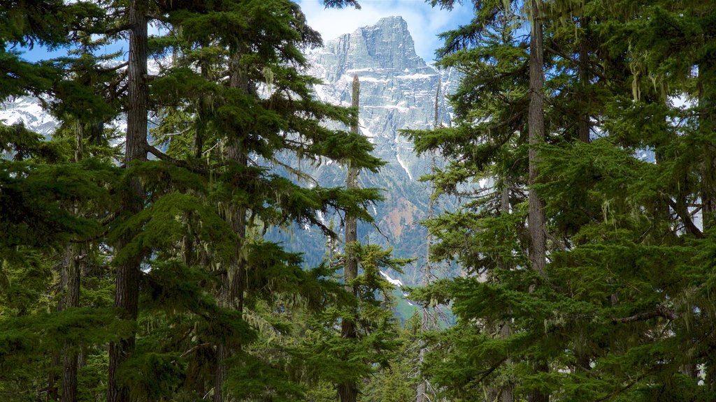 Glacier National Park which includes mountains