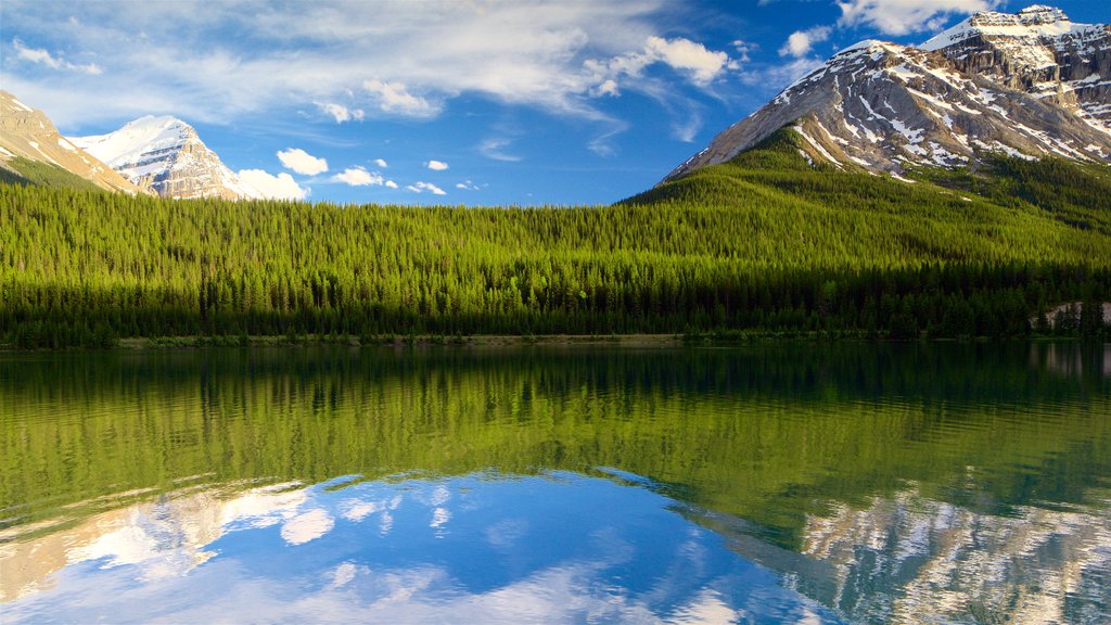 Yoho National Park ofreciendo un río o arroyo, montañas y escenas tranquilas