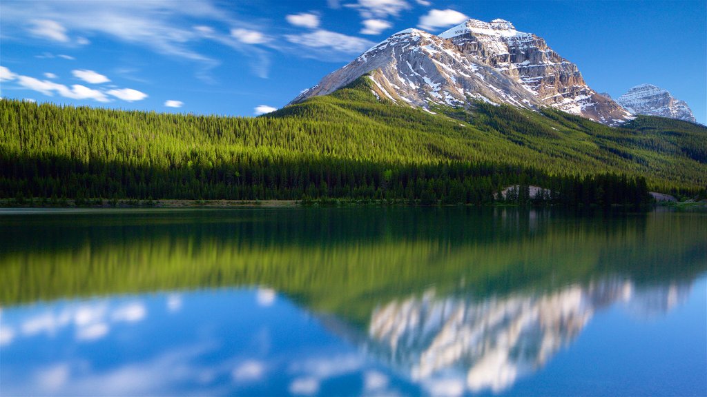 Yoho National Park que incluye escenas tranquilas, montañas y un río o arroyo