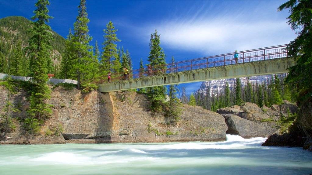 Parc national de Yoho mettant en vedette un pont et une rivière ou un ruisseau