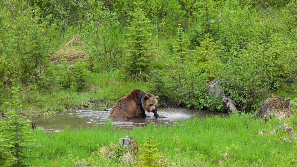 Kicking Horse Mountain Resort que incluye animales peligrosos y un estanque