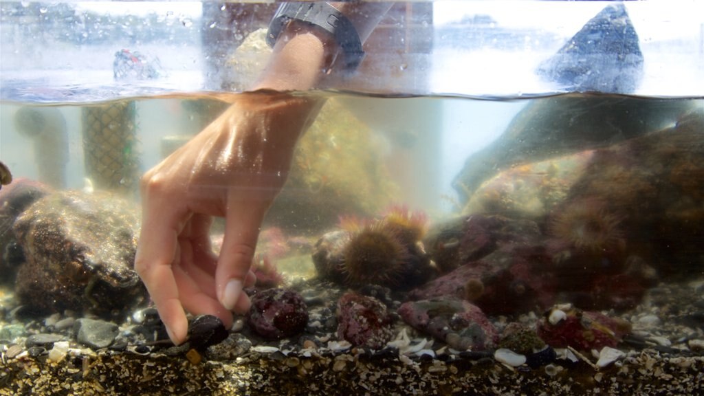 Ucluelet Aquarium mostrando vida marina