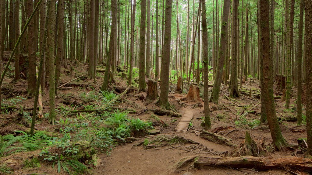 Victoria featuring forest scenes