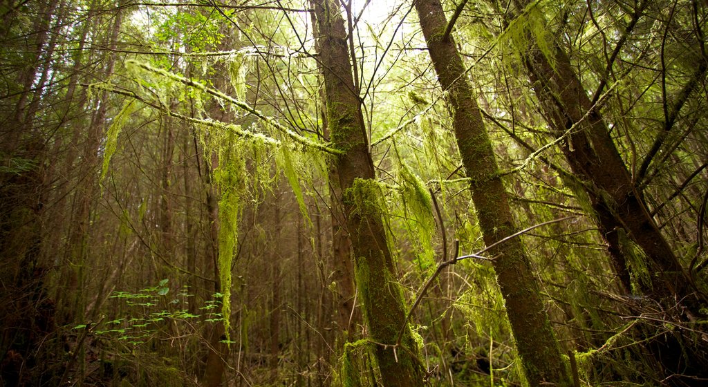 Victoria showing forests