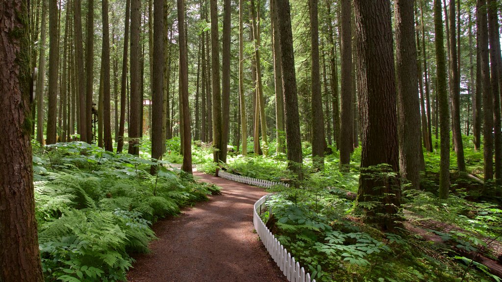 Forêt enchantée mettant en vedette forêts