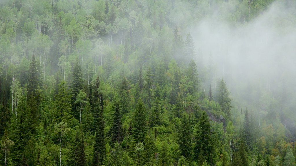 Kaslo som visar dimma och stillsam natur