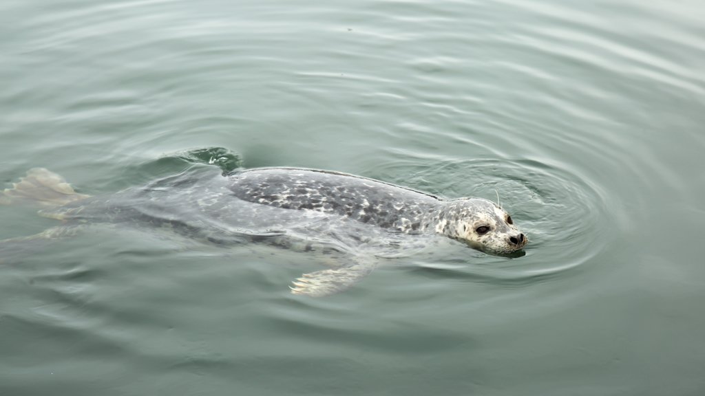 Fisherman\'s Wharf Park showing marine life