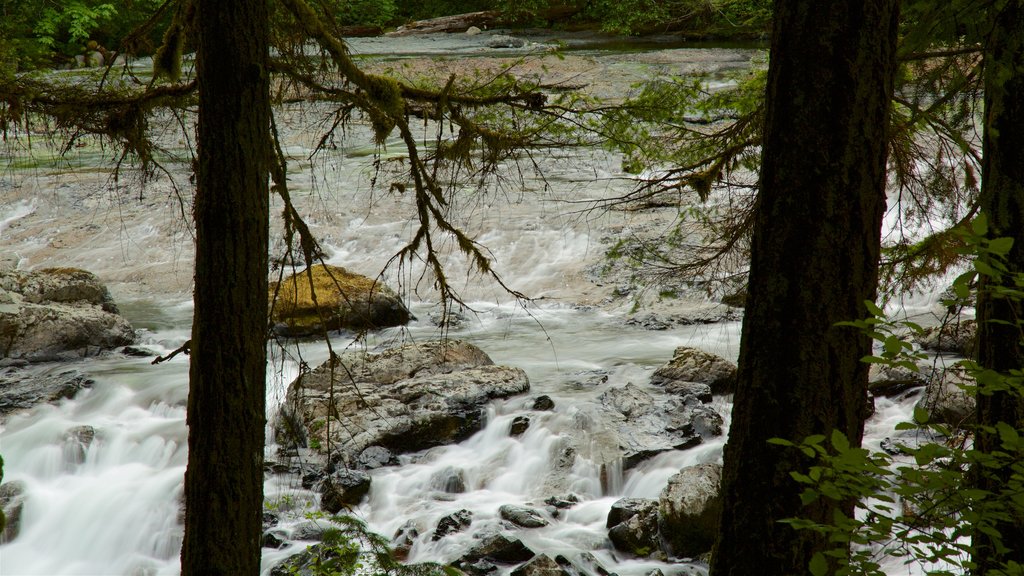 Englishman River Falls Provincial Park featuring rapids