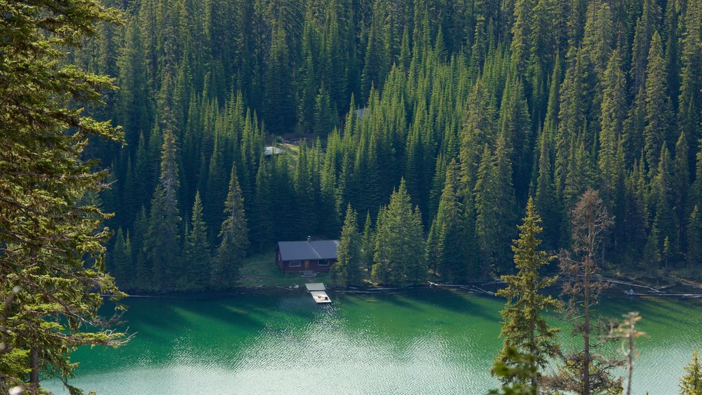 Top of the World Provincial Park showing forest scenes and a lake or waterhole