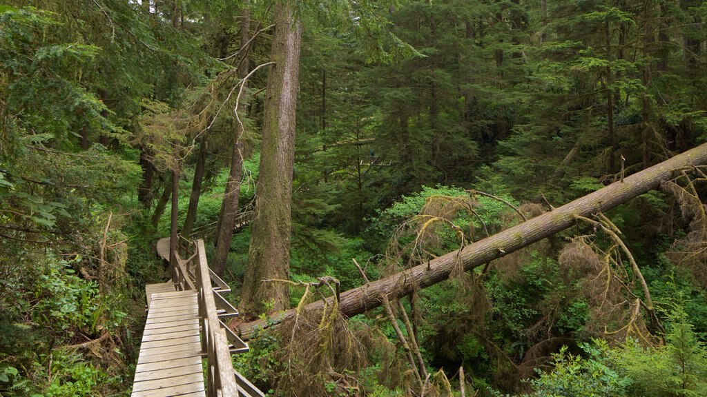 Schooner Cove Trailhead ofreciendo bosques y un puente