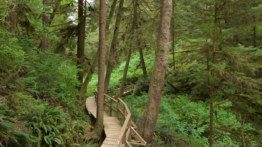 Schooner Cove Trailhead which includes forest scenes and a bridge