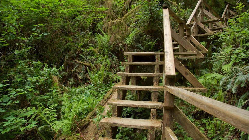 Schooner Cove Trailhead which includes forest scenes and a bridge