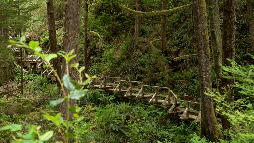 Schooner Cove Trailhead mostrando un puente y escenas forestales