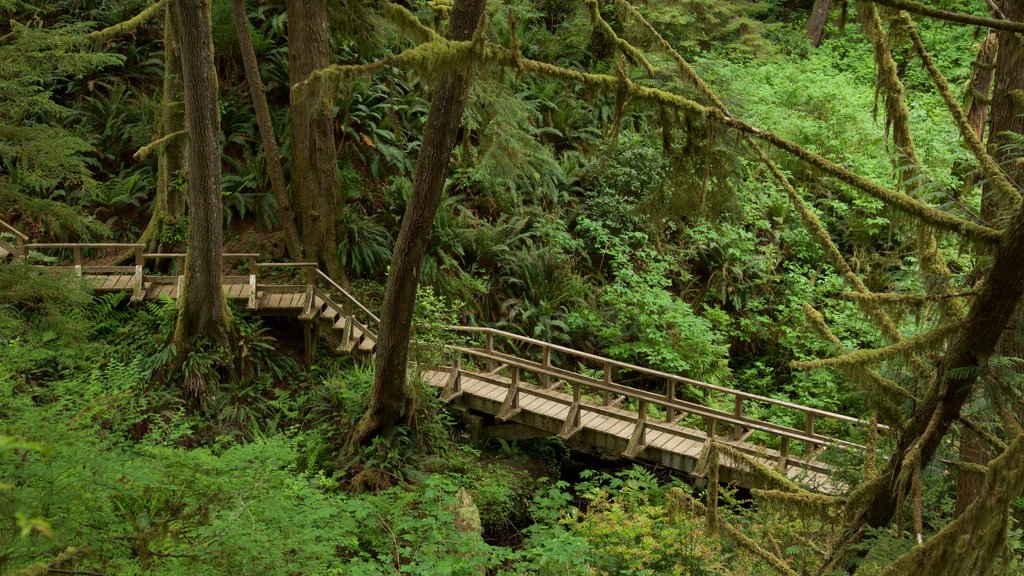 Schooner Cove Trailhead ofreciendo un puente y bosques