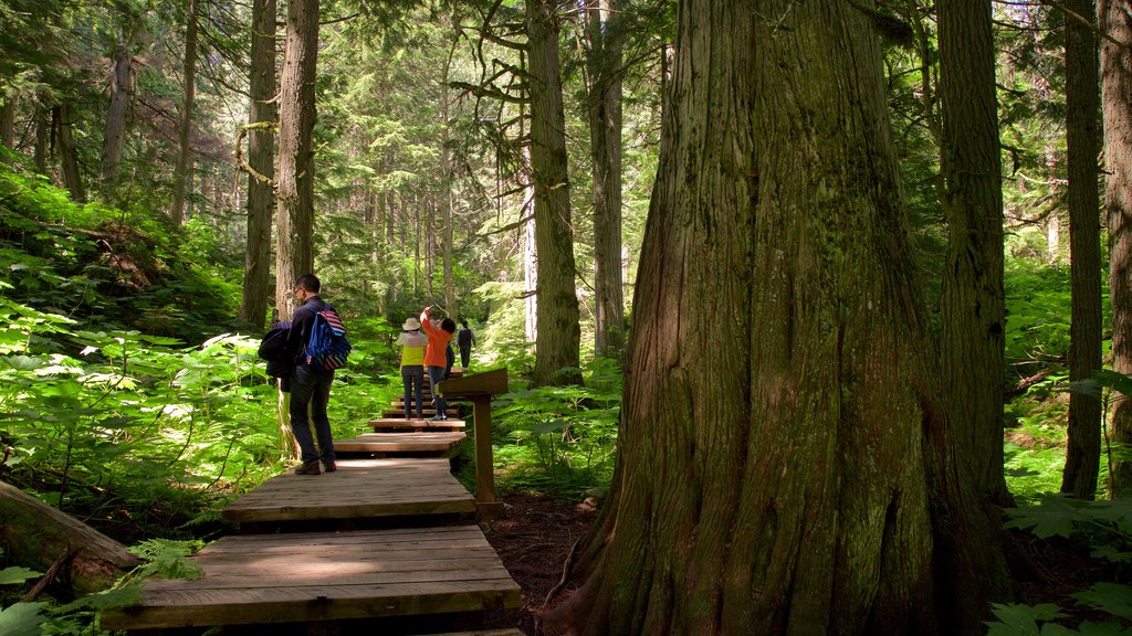 Camino de madera Giant Cedars mostrando imágenes de bosques y también un pequeño grupo de personas