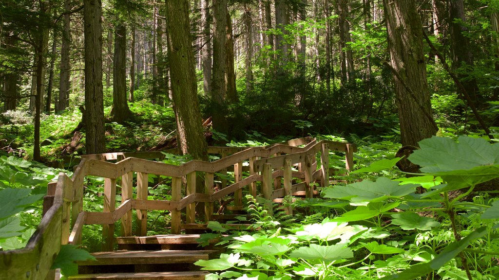 Sentier des Cèdres-Géants qui includes paysages en forêt