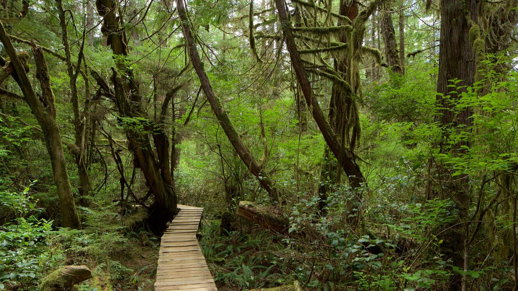 Rainforest Trail ofreciendo bosques y un puente